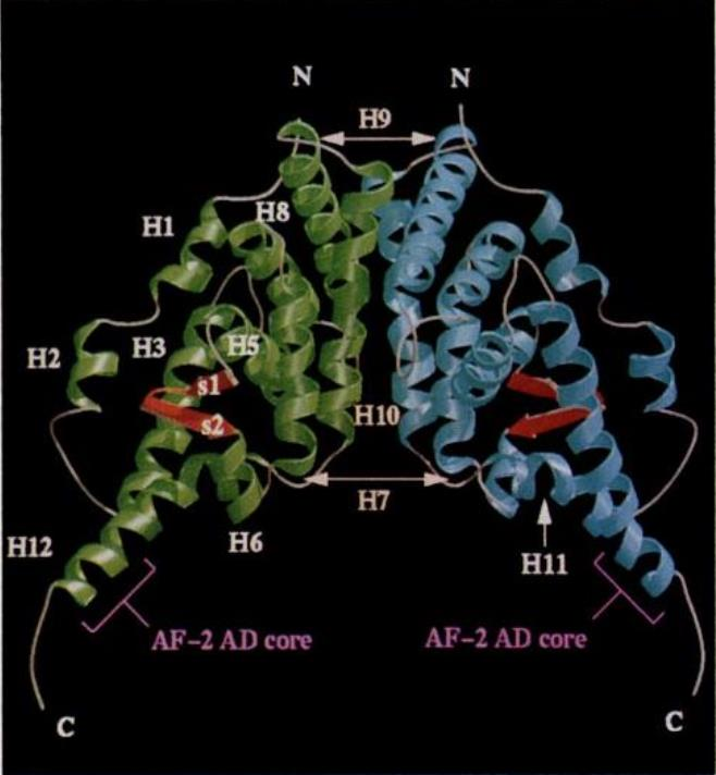 Retinsyre reseptorer er ligand-aktiverte transkripsjonsfaktorer