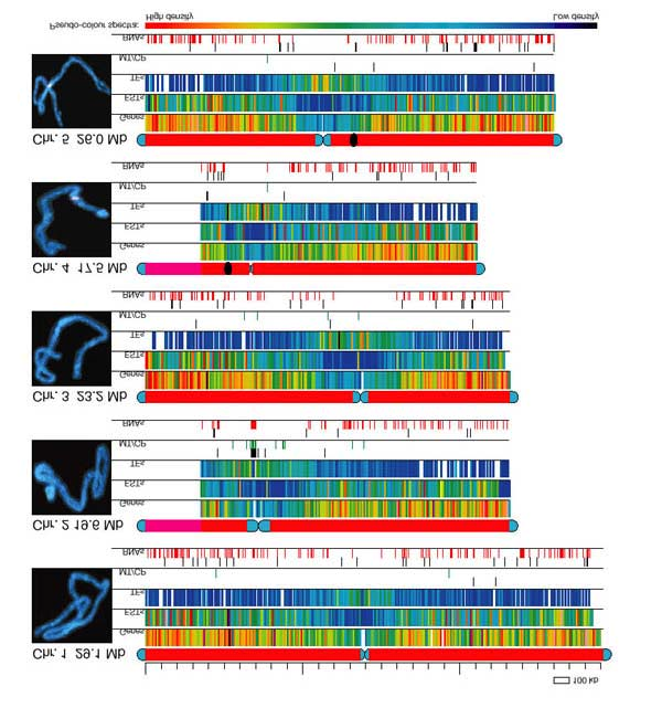 Arabidopsis ble i Desember 2000 den første planten hvor hele genomet (minus enkelte centromer regioner) ble oppklart / sekvensert. Arabidopsis genomet består av 5 kromosom som varierer i fra 17.