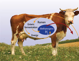 Direkte og indirekte faktorer som påvirker utslipp av Klimagasser i mjølkeproduksjonen Indirekte faktorer (eksempler) Faktorer ved dyret som påvirker forbruket av fôr/enhet produkt: - Alder ved 1.