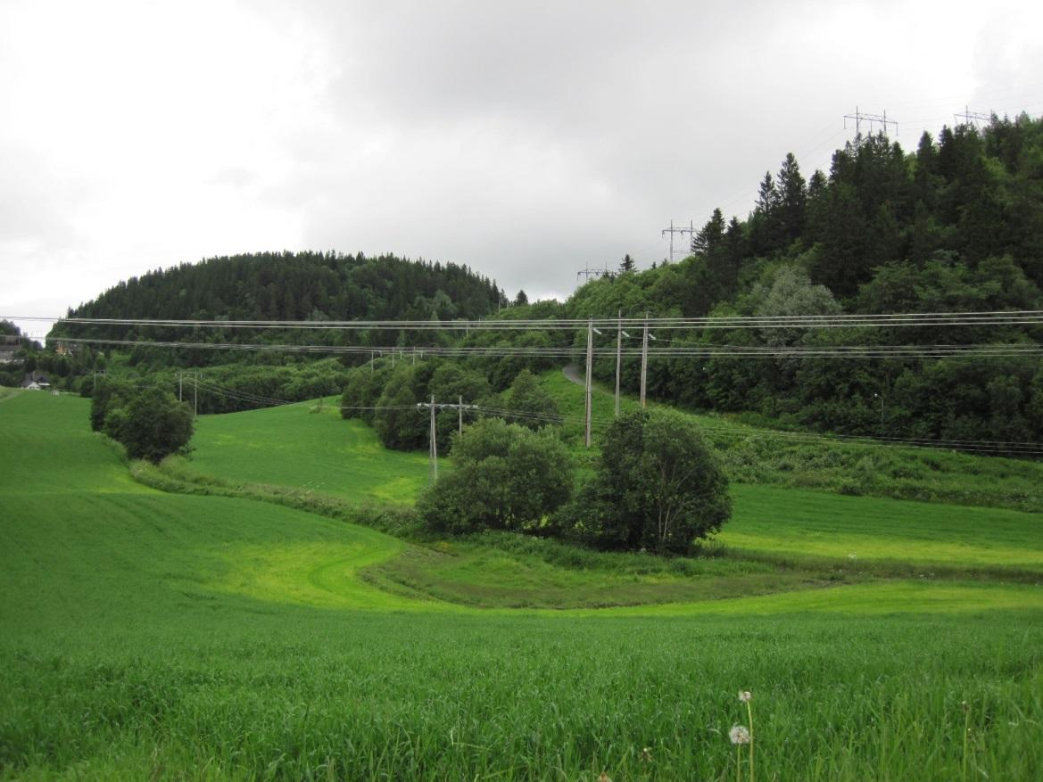 Tett skog i områder som