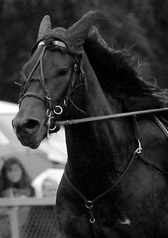 Utviklet i samarbeid med norske hester Se vår brosjyre for mer informasjon om fôring av hest. www.fkra.