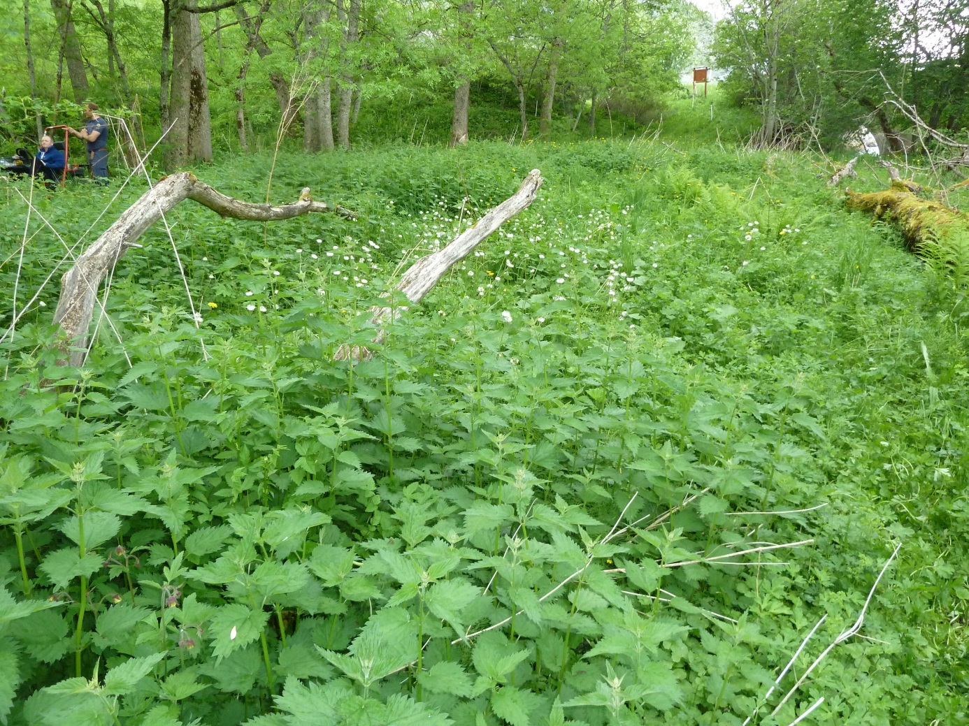 1 Innledning I 1981 ble askeskogen på Vestre Hindrem freda ved lov. Hindrum naturreservat på 9 daa ble oppretta for å bevare en plantegeografisk interessant forekomst av askeskog.