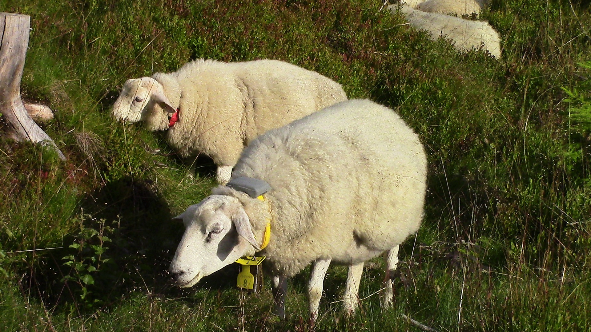 Elektronisk sporing av sauer i Akershus 2016 16 Foto: Findmysheep Generasjon 3: Vekt 110 g Vekt 310 g Gammel type: Vekt 220 g GSM terminal fra Telespor E-bjeller fra Findmysheep «Radiobjella»