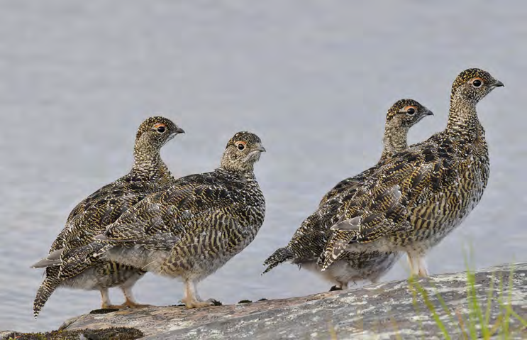 av naturen i Varanger sammenliknes med andre arktiske lokalsamfunn i Alaska, Nunavut og Manitoba i Canada, og Kola, Taimyr og Yamal i Russland.