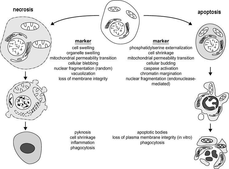 Innledning morfologiske utrykk for en felles biokjemisk nettverk beskrevet som "apoptose-nekrose kontinuum".