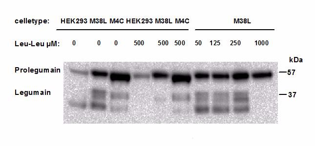 Resultater A C Legumain aktivitet (df/s)/ g totalprotein 15 10 5 0 HEK293 M38L M4C 0 50 125 250 500 1000 Leu-Leu-OMe (µm) 150 100 50 0 Båndintensitet av aktiv legumain (% av totalprotein) 60 40 20 0