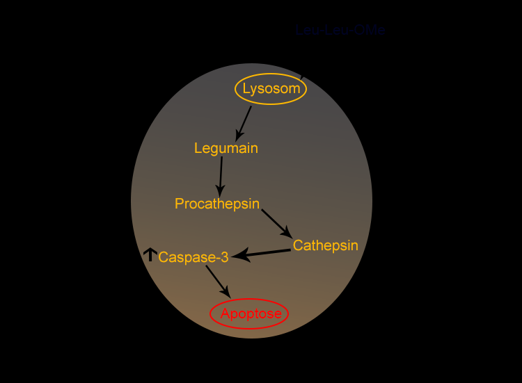 Diskusjon Figur 4.1. Caspase-3 aktivering i M38L celler etter stimulering med Leu-Leu-OMe.