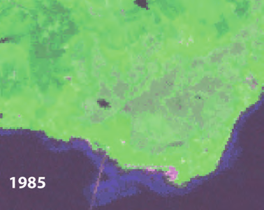 6 Satellittbasert vegetasjonskart (255 klasser) fra Skagen i Hadsel, som viser åker og eng i grønt, slått eng i hvit, myr i rosa-fiolett og skog i mørkere grønne nyanser.