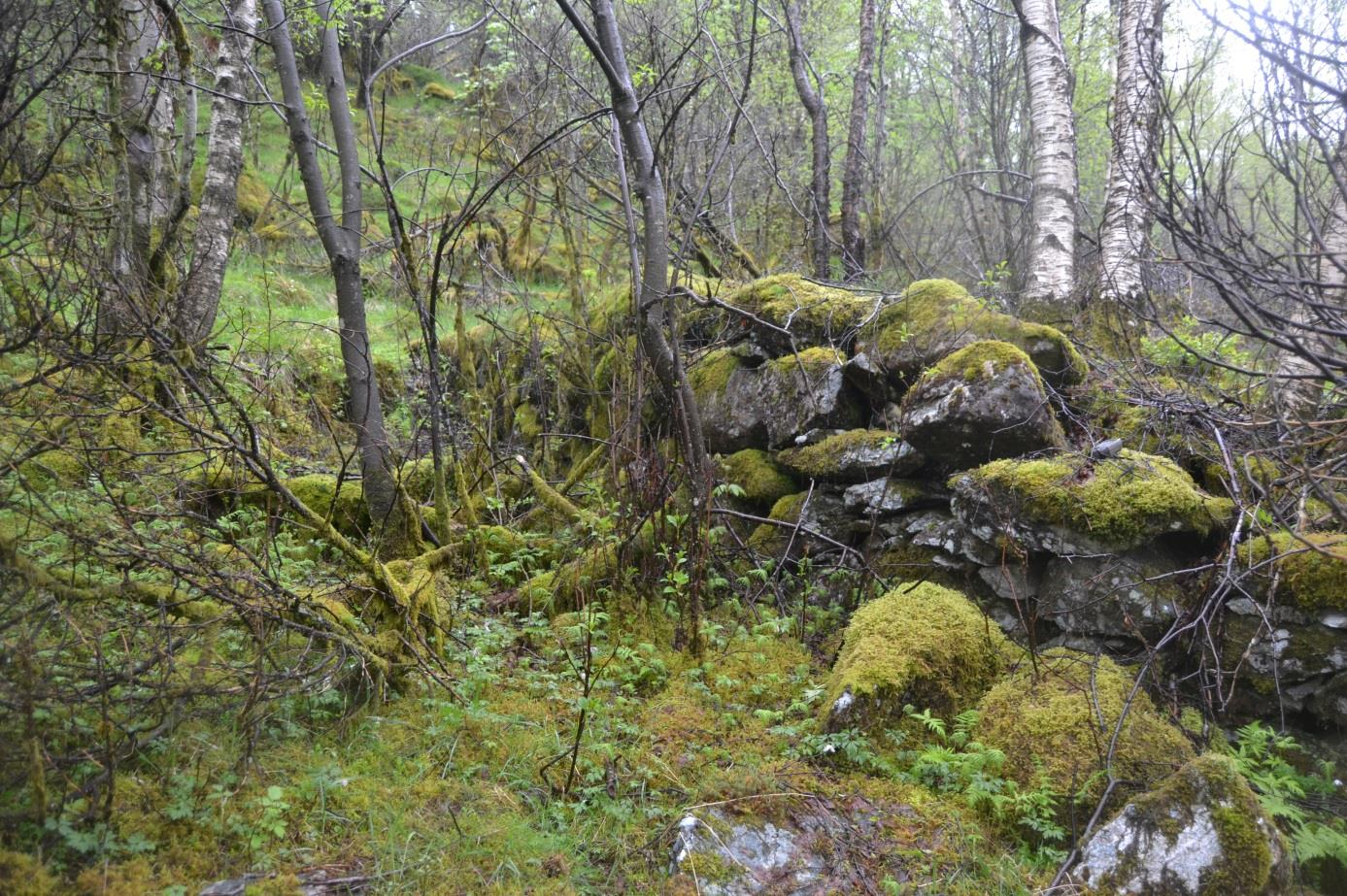 ved myra nord for jordsorteringa og NT 3 heilt