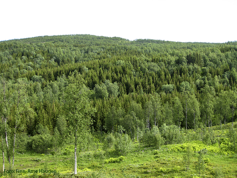 Planting av skog på nye arealer Vil øke det produktive skogarealet Billig tiltak Tiltakskostnad på 50 kroner per tonn CO 2 (Klimakur 2020) Areal ikke begrensning