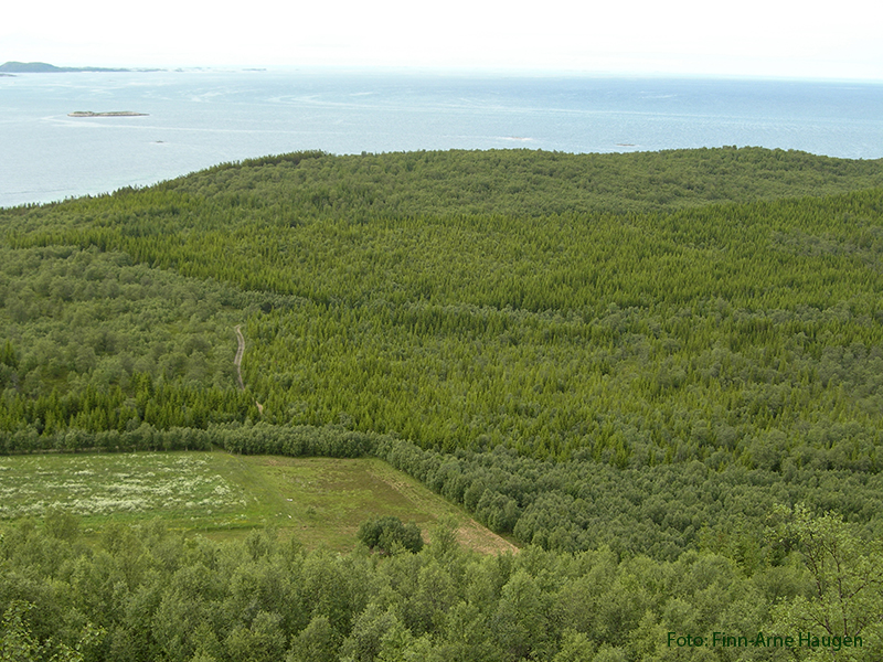 Planting av skog på nye arealer - aktuelle arealer i Nordland og Troms Skogtypene bjørkeskog (ca 80 %) og annen lauvskog (ca 15 %) utgjør det vesentligste av arealet.