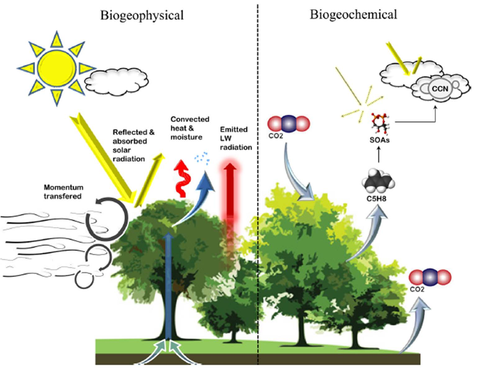 Skog og klima mer enn CO 2 Biogeofysisk Biogeokjemisk Reflektert og absorbert solstråling (kortbølge) Overført varme og fuktighet Varmeutstråling (langbølge) Metan (CH 4 ) Lystgass (N 2 O)