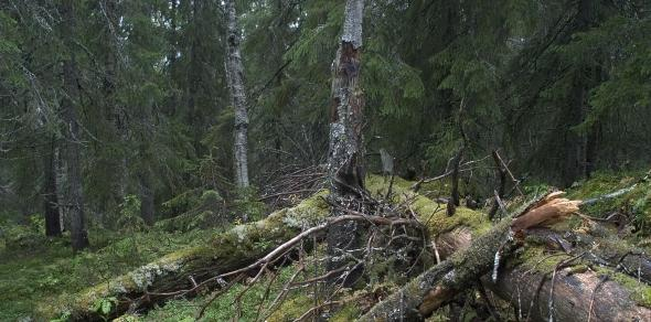 Økt avvirkning/hogst 15 mill m3 Konflikt naturmangfold og landskap Det