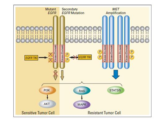Ervervet resistens mot EGFR-TKI -sekundære forandringer i tumorcellen -vekstfordel for subkloner med