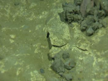 ca.60 m, hadde en havbunn dekket av en gulbrun skorpe av borekaks (C), og ca.