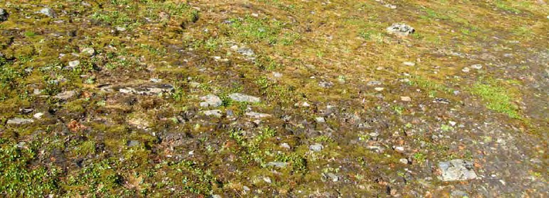 Typen finnes oftest høyt til fjells og opptrer hyppigst i nord- og østvendte hellinger. Næringstilgang og vanntilgang vil variere.