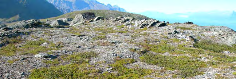 2c Lavhei Økologi: Lavheia finner vi på rabber og andre opplendte steder der snødekket er tynt eller kan mangle om vinteren. Jordsmonnet er tynt og næringsfattig.