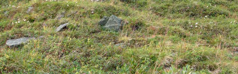 Botnsjiktet er ofte tynt og dominert av moser, men kan også ha innslag av vindherdige lav. Bilde 12. Lesideutforming av reinrosehei med god beitekvalitet, Rundfjellet(FAH).