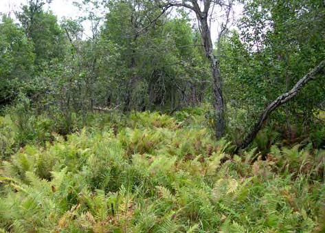 Lyngseidet og Kjosen, i lia nord for Kjosen. I tillegg er det betydelige areal nord for Lyngseidet og vest for Oksvik.