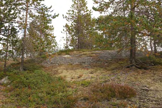 holder den grasrike vegetasjonen i hevd. Dette området er godt beita. På nordsida av elva er det lite sau, og elva hindrer dyr fra sør i å vandre inn i området. Beitetrykket her er lite. Delområde 2.