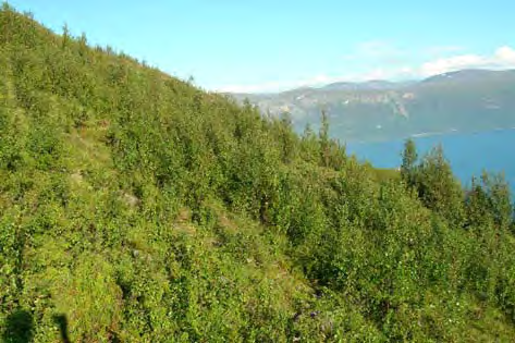 Bilde 37. Pionerskog opp mot Rottenvikfjellet (FAH). Bilde 38. Sterkt til svært sterkt beita høgstaudeeng, Rottenvikfjellet (FAH).