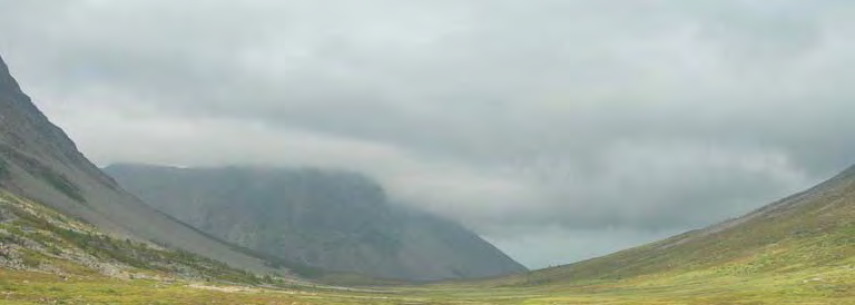 Grassnøleiene er friske og grasdominerte, og er stedvis så næringsrike at de går over i lågurteng.