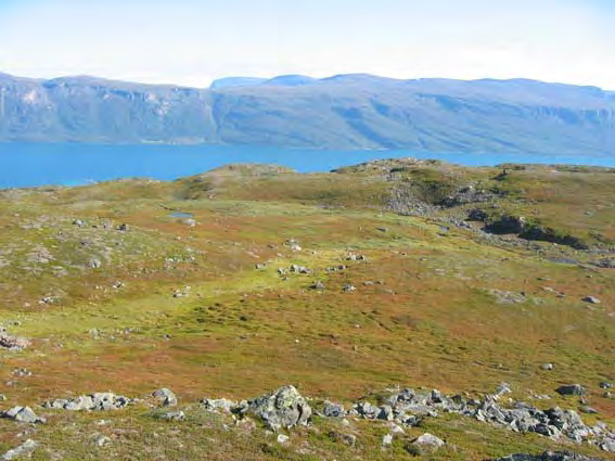 Lavheiene har omtrent ingen lavdekning, og toppene er stedvis erodert, trolig som følge av reinbeiting. Innslag av rabbeutforming av reinrosehei forekommer også.