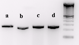 HCT116: a) EP2, b) EP4, c) β-aktin d) Størrelsesmarkør HT29: e) EP2, f) EP4, g) β-aktin Det er også påvist at HT29-cellene uttrykker ADRP. Samme metode ble brukt for å kontrollere ADRP primere.