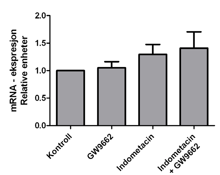 4.10. Effekt av indometacin på ADRP-uttrykk i nærvær og fravær av GW 9662 Cellene ble preinkubert som tidligere beskrevet.