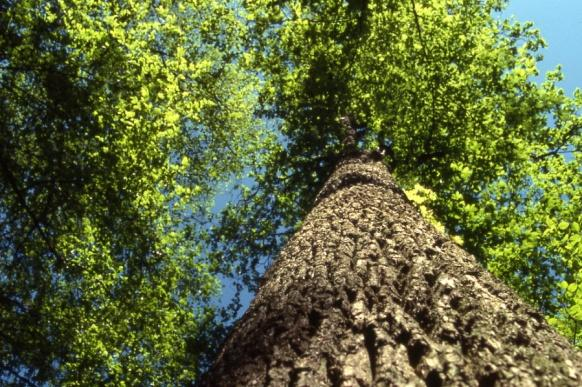 Utvalde naturtypar og PBL Ein naturtype kan få status som utvald gjennom forskrift Desse har vore på høyring: Slåttemark*, slåttemyr*, hole og grove eiketre*, kalk-lindeskog* og kalksjøar* *