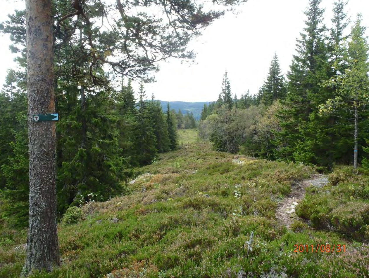 Foto: Frode Løset, Sweco Norge AS.