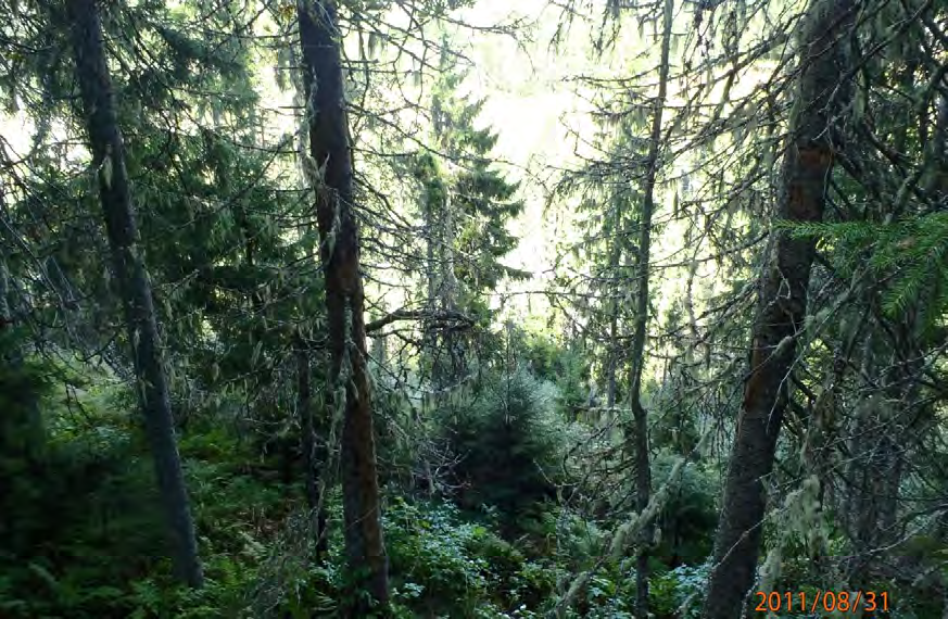 Storvokst skog med mye lauvtrær og hengelav