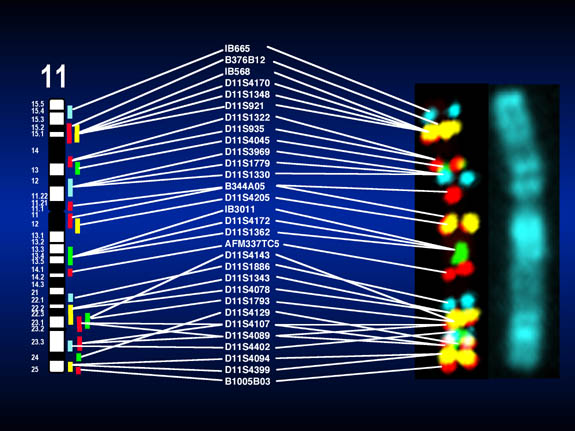 10 Genidentifisering - FISH Rearrangert En