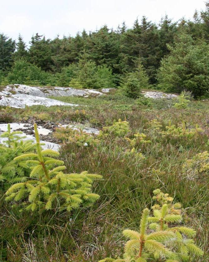 Skogbruk Vern av skog