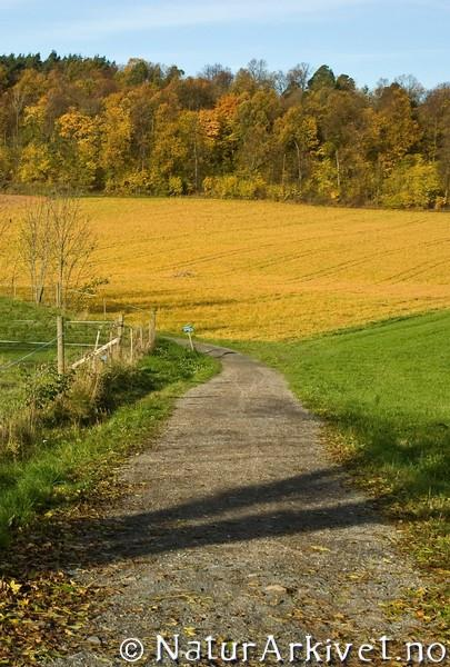 Dagens samarbeid Landbruk - Miljø Godt samarbeid og samspill på ulike NIVÅ : - mellom sentrale myndigheter, (departementsnivå og direktoratsnivå) - mellom regionale myndigheter (landbruks- og