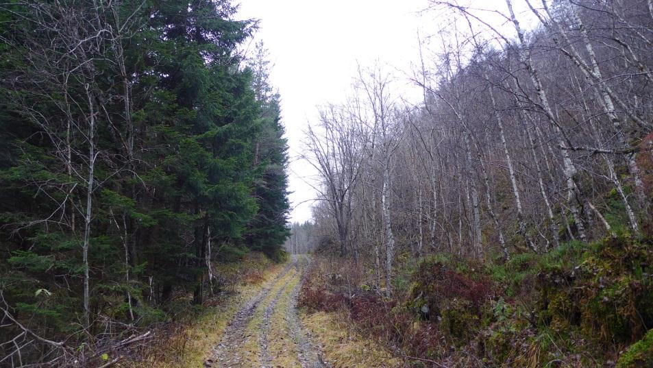 Saman med konsekvensklasse 3 hamnar då V4 i risikoklasse grøn. Fig. 15 Bilete som viser at det er ein høgdeforskjell frå dalbotn til eksisterande veg, særskild i sørlege del.