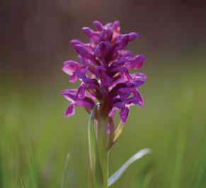 Vegetasjonen på strandbergene er svært rik med forekomst av mange orkideer, det er blant annet store forekomster av den rødlista orkideen flueblom.
