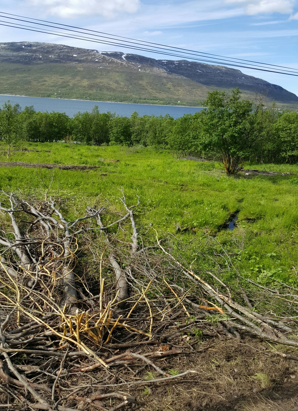 2016: «Beite gammel voll/skog» Området er på bortimot 10 daa, og består av tidligere dyrka mark som er begynt å gro igjen, og en del skog.