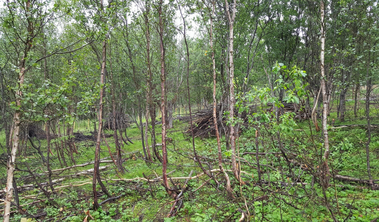 En del av skogen på beitet, etter at dyra er flyttet til nytt beite. 9. august 2016. Oversiktsbilde tatt 9. august 2016. Det begynner å gro til etter beitinga på «Beite gammel voll/skog».