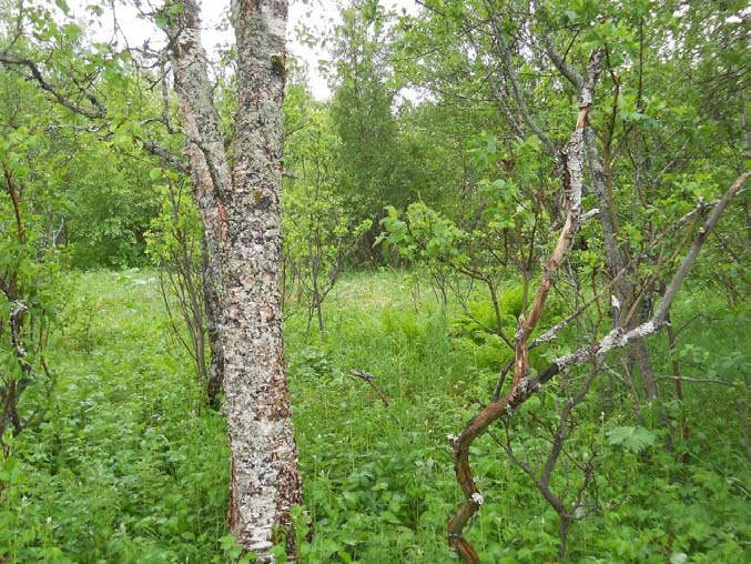 Mørkvedbukta skoleområde Konsekvensutredning av tema biologisk