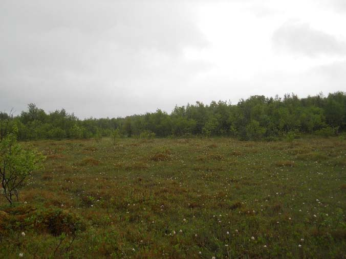 :1 Revisjon:1 Figur 12: Høgstaudebjørkeskog i delområde 5.