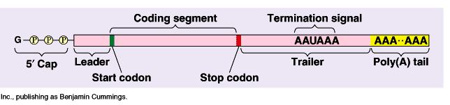 Transkripsjon: RNA Prosessering I eukaryote celler må primær-transkriptet prosesserast før mrna er ferdig.
