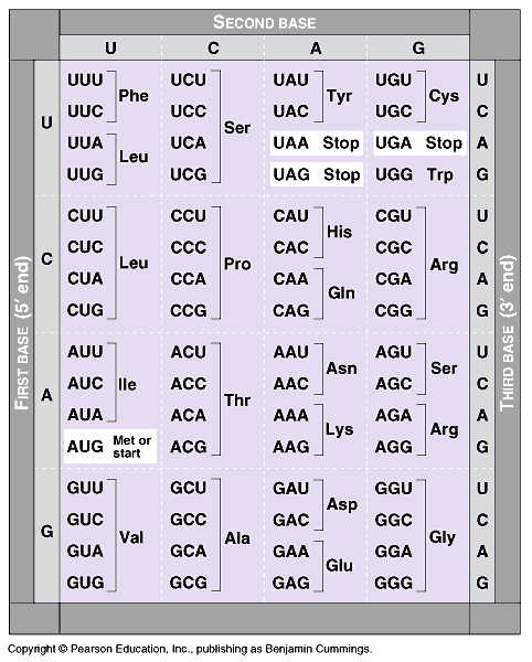 Den genetiske koden DNA = deoxyribonukleinsyre - deoxy-ribose + basene A, T, C, G RNA =