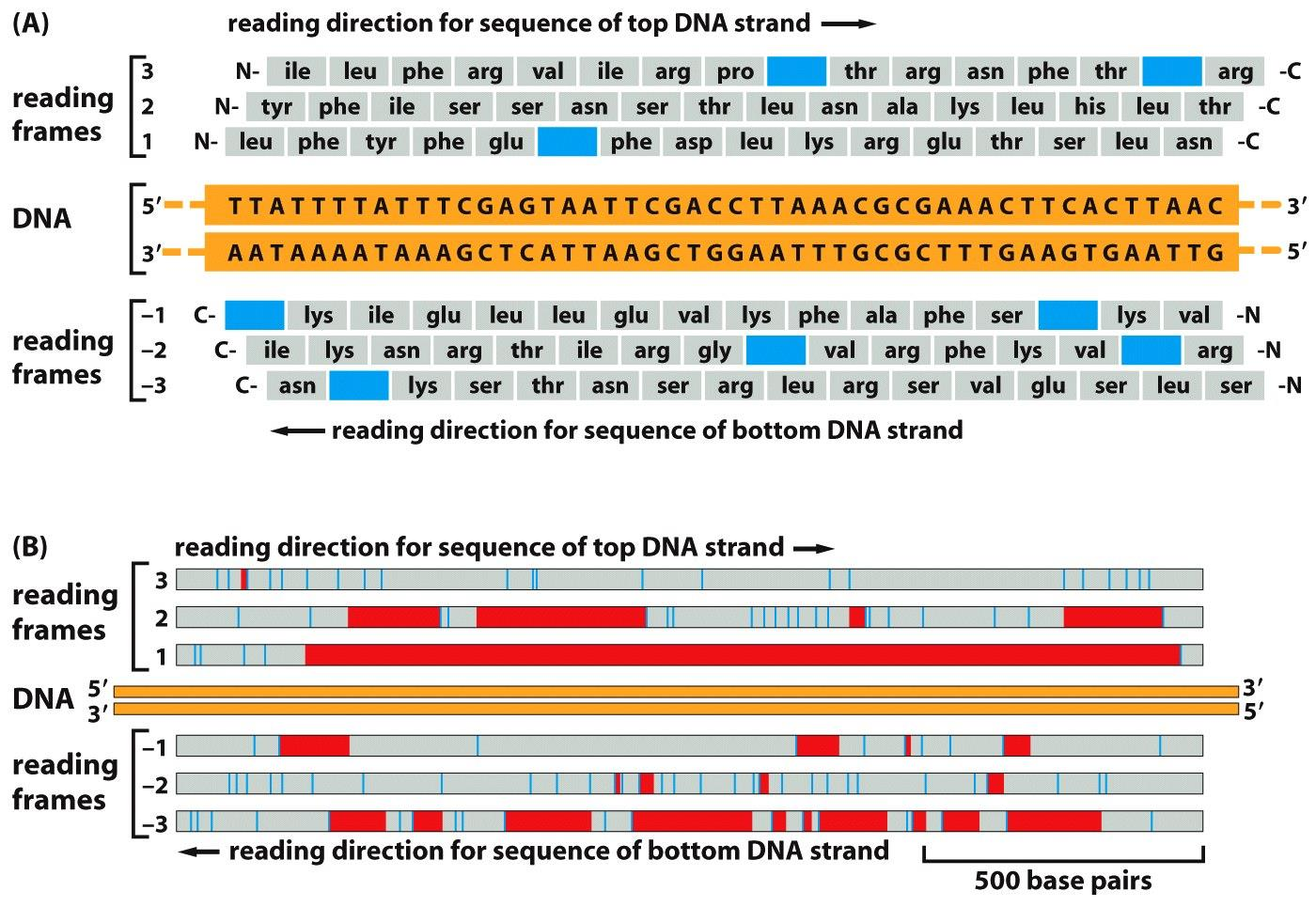 Figure 8-52 Molecular Biology of