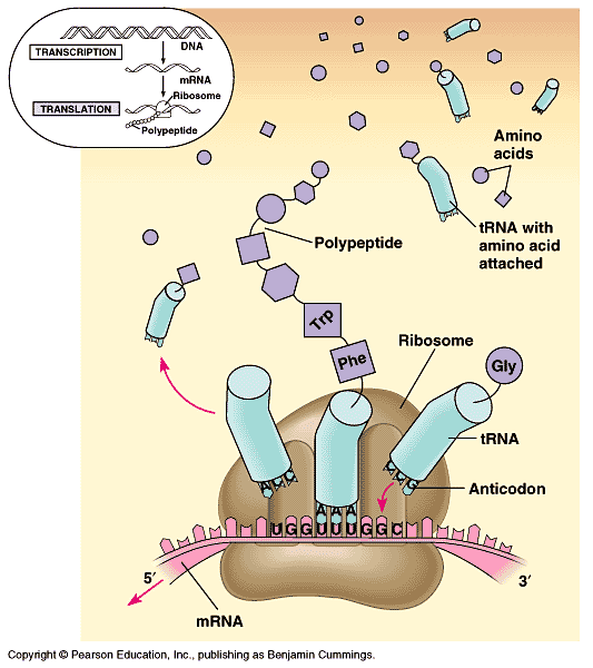 Translasjon: mrna Protein Proteinsyntesen skjer på ribosom: 2 subeiningar, 40s og 60s 4 rrna (5s, 5.