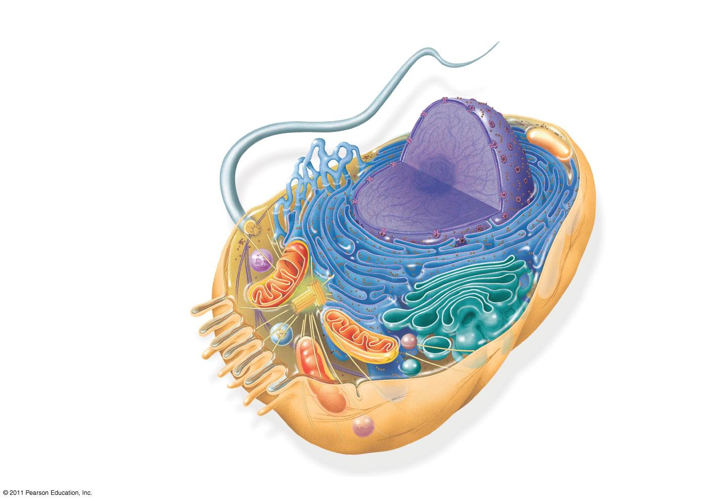 Flagellum Centrosome CYTOSKELETON: Microfilaments Intermediate filaments Microtubules Microvilli Peroxisome ENDOPLASMIC RETICULUM