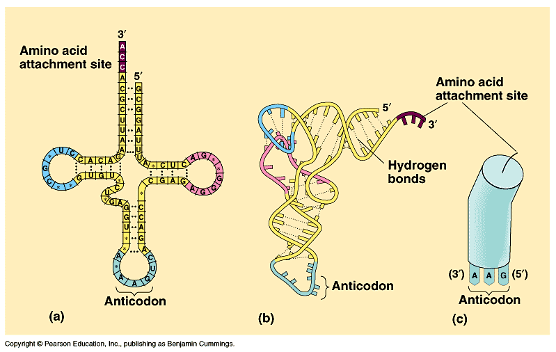 Translasjonsmaskineriet: trna Eitt trna