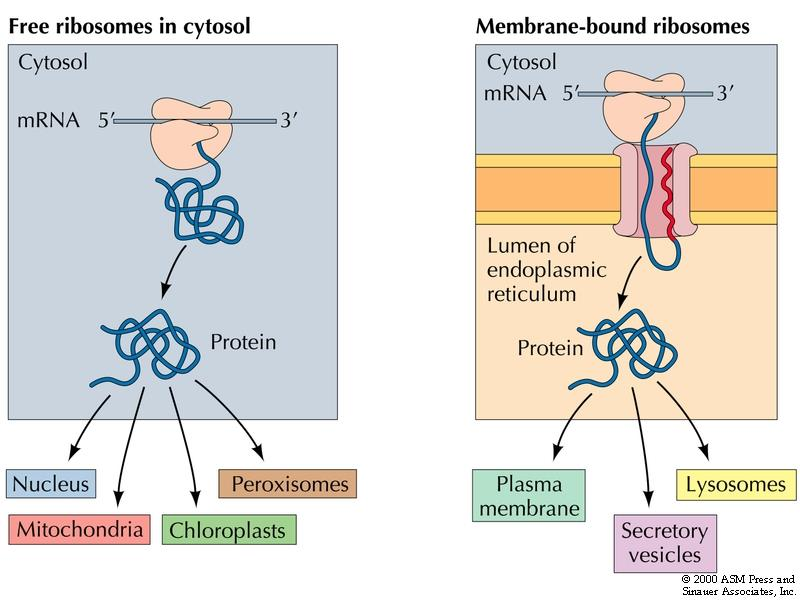 Protein targeting Polypeptid som skal bli membranprotein eller som skal eksporterast ut av cella har ein