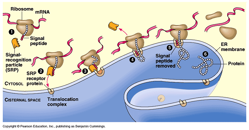 Protein targeting: Sekretorisk protein SRP (Signal Recognition Particle) bind seg til signalsekvensen på polypeptid, og translasjonen stoppar opp.