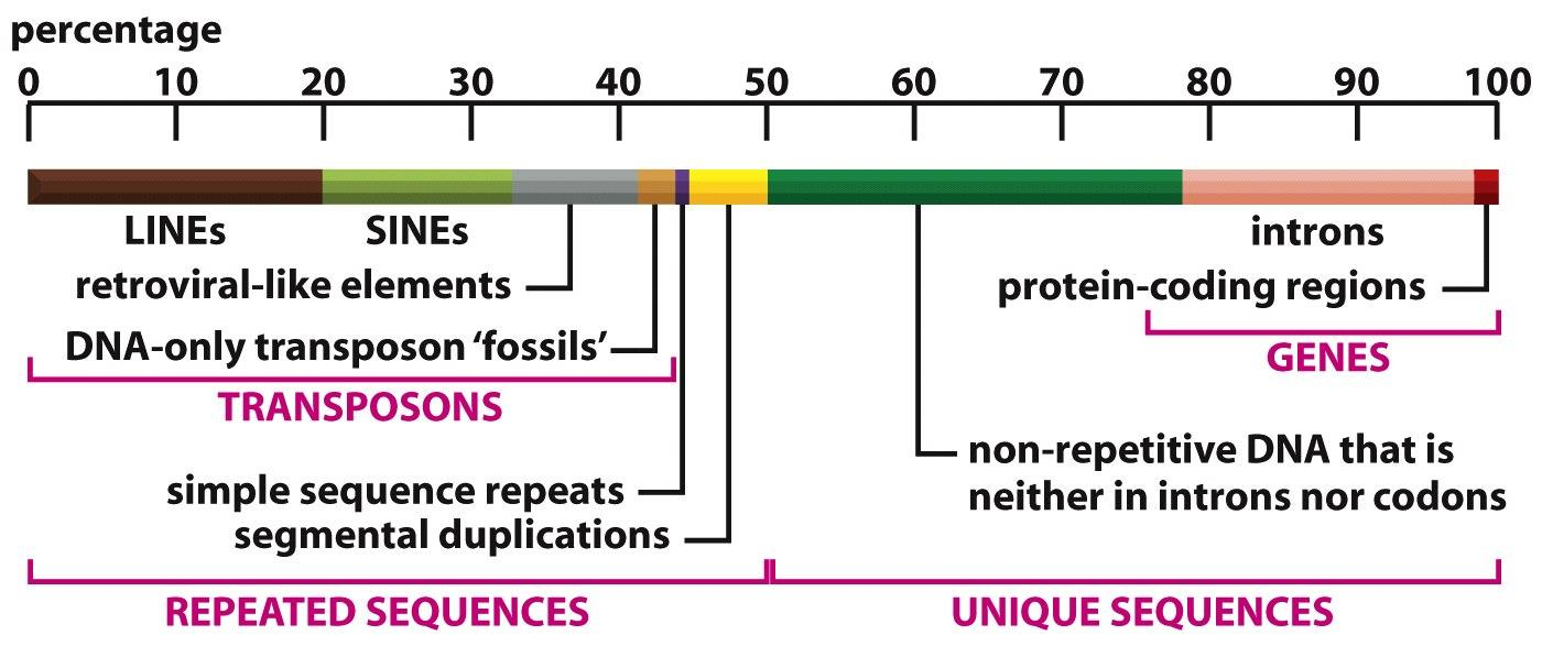 Figure 4-17 Molecular Biology of